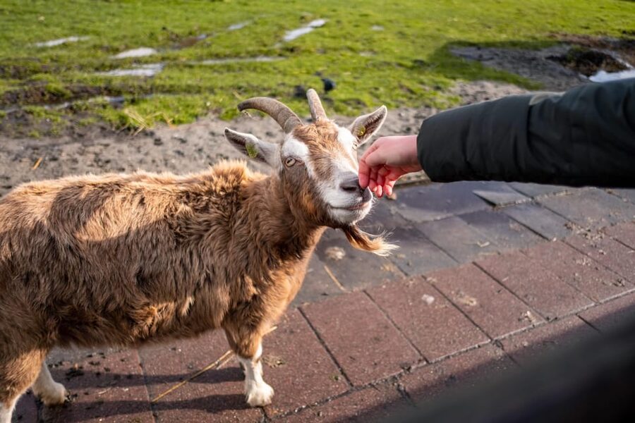 Half-Day Private Guided Sightseeing Tour of Zaanse Schans - What the guide adds to the experience