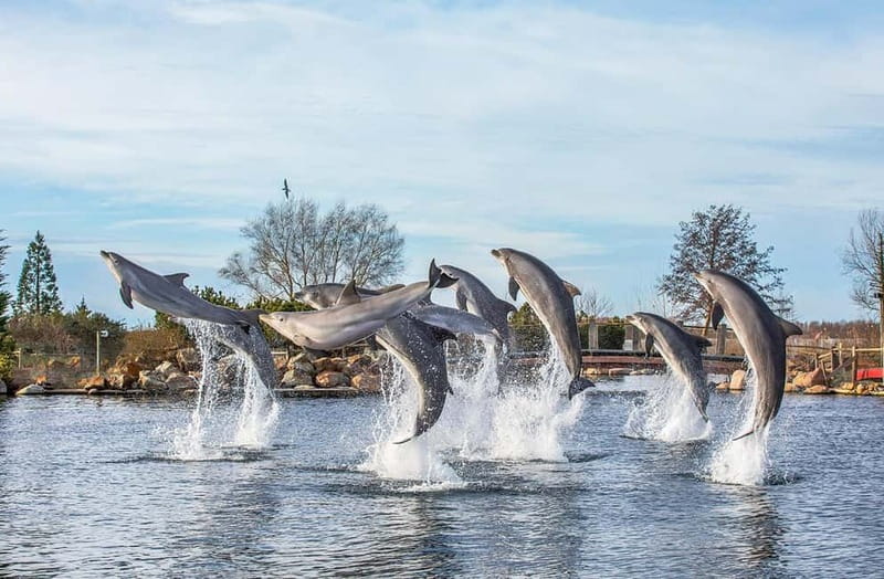 Harderwijk: Dolfinarium Entry Ticket - Starting with dolphins, seals, and sea lions