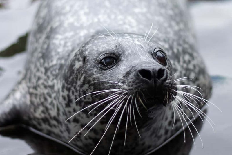 Harderwijk: Dolfinarium Entry Ticket - Four play areas for a family-friendly rhythm