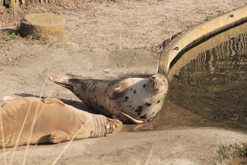 Harderwijk: Dolfinarium Entry Ticket - Seven slides at Waterpret on hot days