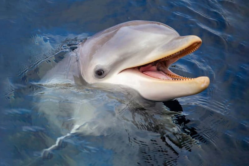 Harderwijk: Dolfinarium Entry Ticket - How much value do you get for $28?