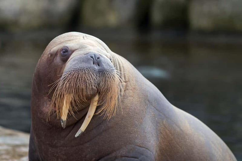 Harderwijk: Dolfinarium Entry Ticket - What to bring, and what to leave at home