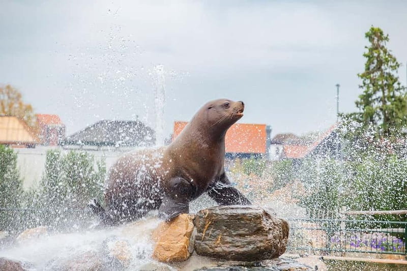 Harderwijk: Dolfinarium Entry Ticket - Who will enjoy Dolfinarium most?
