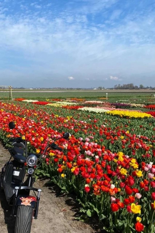 Hillegom: E-Scooter or E-Bike Rental in the Bulb Region - Picking between an e-bike and an electric scooter