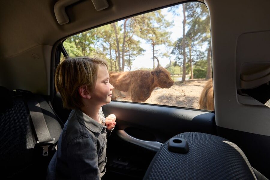 Hilvarenbeek: Safaripark Beekse Bergen Entry Ticket - Key points to know before you go