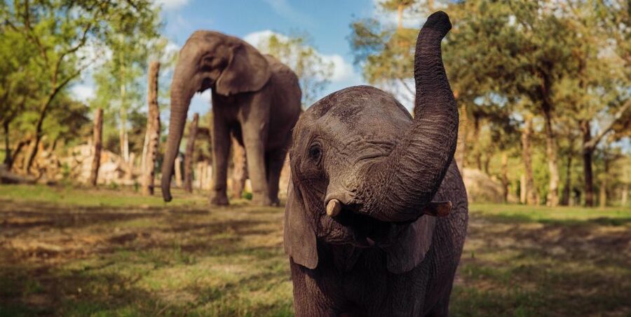 Hilvarenbeek: Safaripark Beekse Bergen Entry Ticket - Who will enjoy this day most?