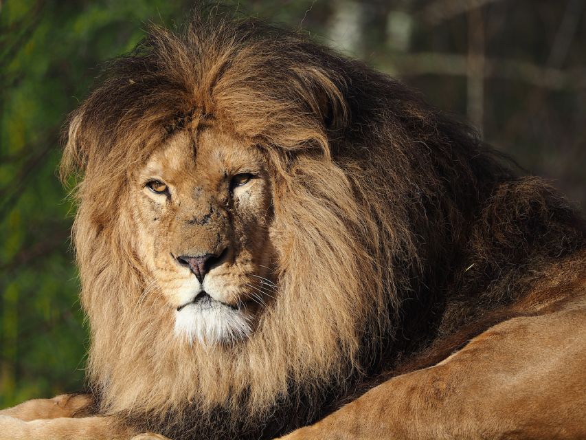 Hilvarenbeek: Safaripark Beekse Bergen Entry Ticket - Car safari: freedom with a clear warning