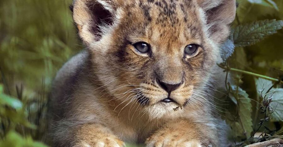 Hilvarenbeek: Safaripark Beekse Bergen Entry Ticket - What the $35 ticket really includes