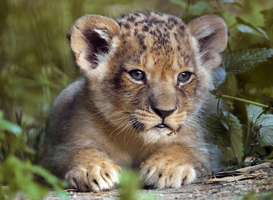 Hilvarenbeek: Safaripark Beekse Bergen Entry Ticket - Getting there and planning your day