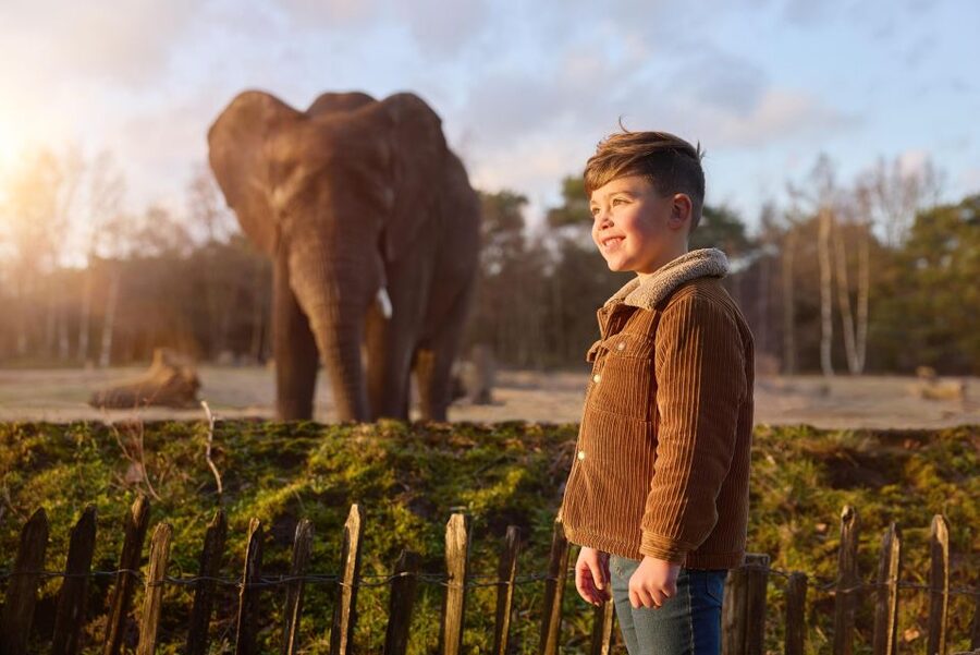 Hilvarenbeek: Safaripark Beekse Bergen Entry Ticket - Walking safari: the best way to slow down