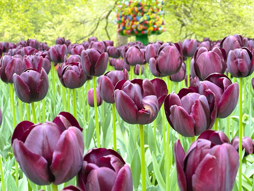 Holland: Tulips & Windmills – Private Tour by Car or Van - Leaving Amsterdam for the tulip country