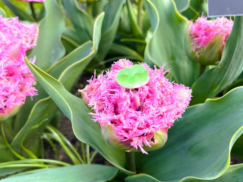 Holland: Tulips & Windmills – Private Tour by Car or Van - Timing, weather, and what to bring