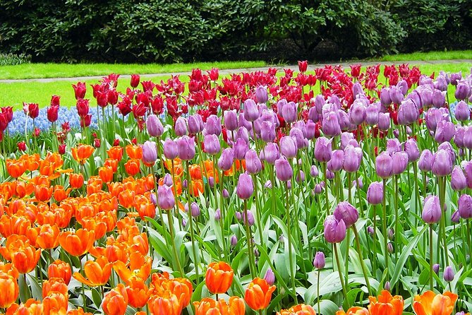 Keukenhof and Flower Fields Private Tour from Amsterdam - Key points to know before booking