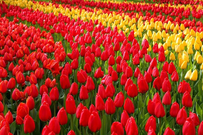 Keukenhof and Flower Fields Private Tour from Amsterdam - Why Keukenhof Works Best as a Private Day Trip