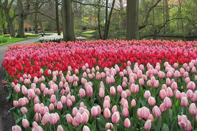 Keukenhof and Flower Fields Private Tour from Amsterdam - What a Private Guide Adds