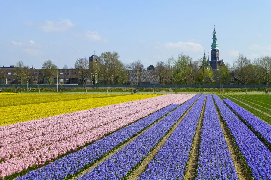 Keukenhof: Flower Fields Small-Group Cultural Bike Tour - Getting to Keukenhof without wasting money