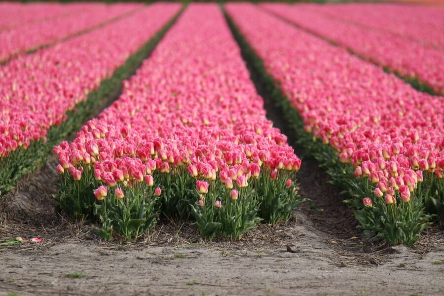 Keukenhof: Flower Fields Small-Group Cultural Bike Tour - Stops, viewpoints, and photo breaks