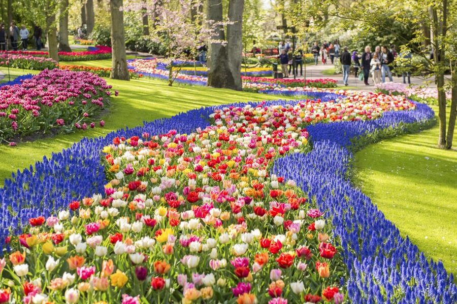 Keukenhof: Flower Fields Small-Group Cultural Bike Tour - Learning how tulips are grown
