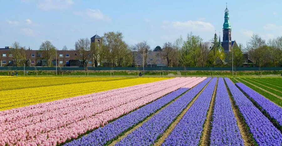 Keukenhof: Flower Fields Small-Group Cultural Bike Tour - Choosing the right time for flowers