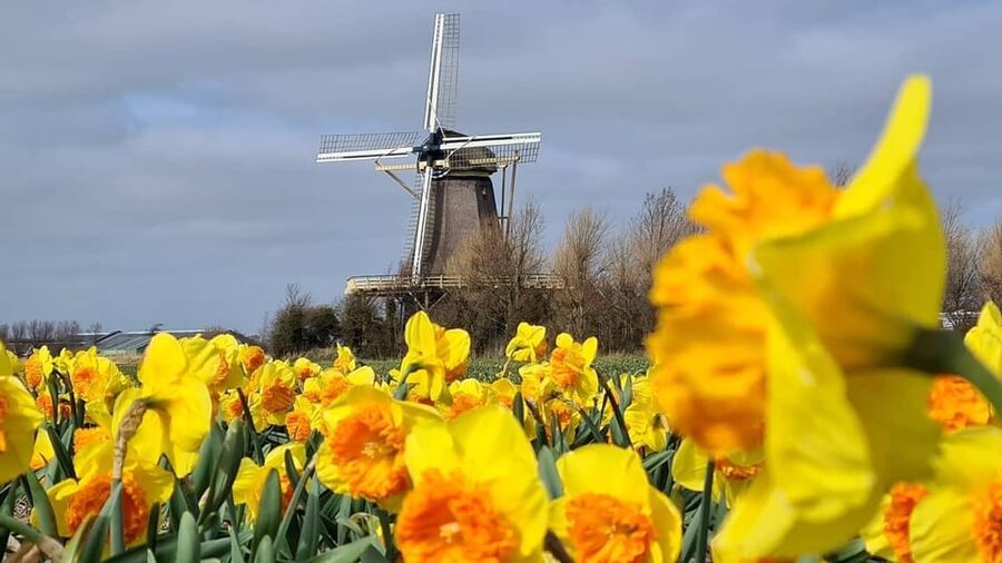 Keukenhof: Private Tulip & Windmill tour with cheese tasting - Key points to know before booking