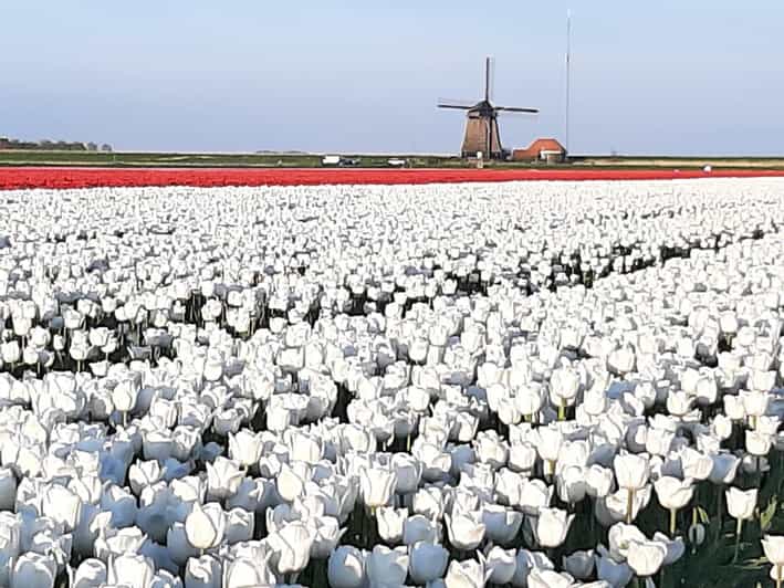 Keukenhof: Private Tulip & Windmill tour with cheese tasting - Seeing the working paint mill De Kat