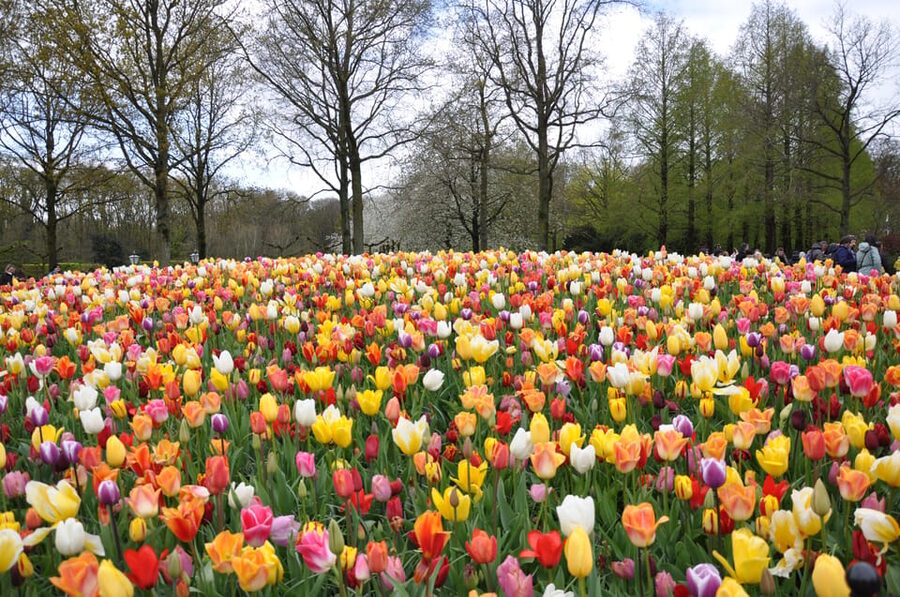 Keukenhof: Private Tulip & Windmill tour with cheese tasting - The drive toward Lisse and the tulip fields