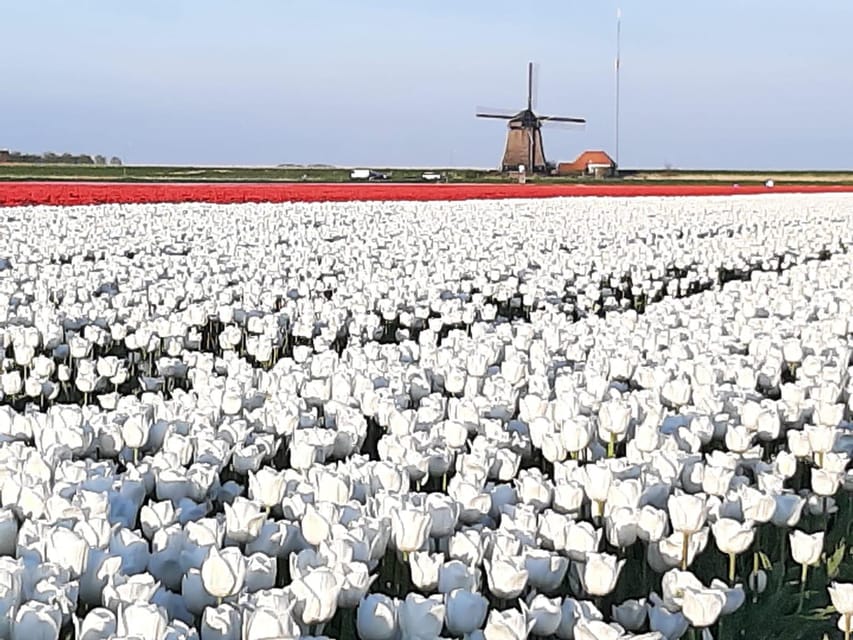 Keukenhof: Private Tulip & Windmill tour with cheese tasting - Starting at Zaanse Schans beside the River Zaan