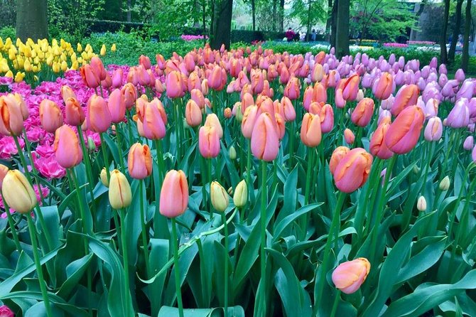 Keukenhof's Tulips and Windmills Small-Group Tour from Amsterdam - Transport, comfort, and the day’s pace