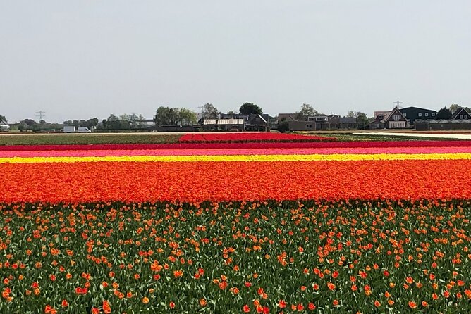 Keukenhof, Tulip Farm, Flower Fields & Zaanse Schans Windmills - Should you book it?