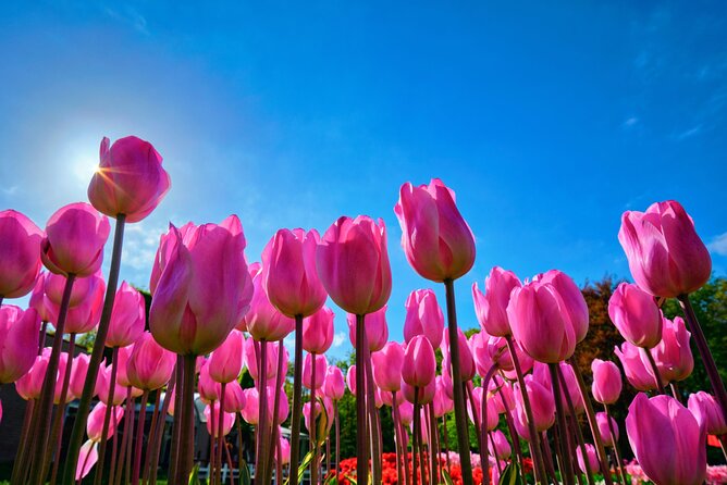 Keukenhof Tulip Garden Tour - Why Keukenhof Works So Well as a Half-Day Trip