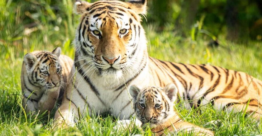 Leewarden: AquaZoo Entry Ticket - Polar bears and Amur tigers bring the drama
