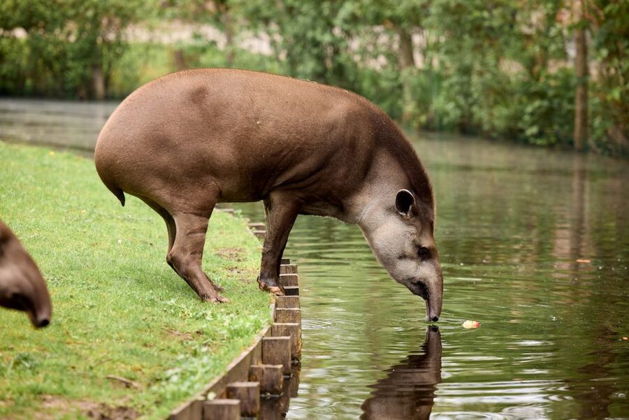 Leewarden: AquaZoo Entry Ticket - Why the Pere David’s deer deserves your attention