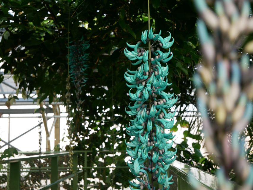 Leiden: Hortus Botanicus Entry Ticket - Why Leiden’s botanical garden is worth your time