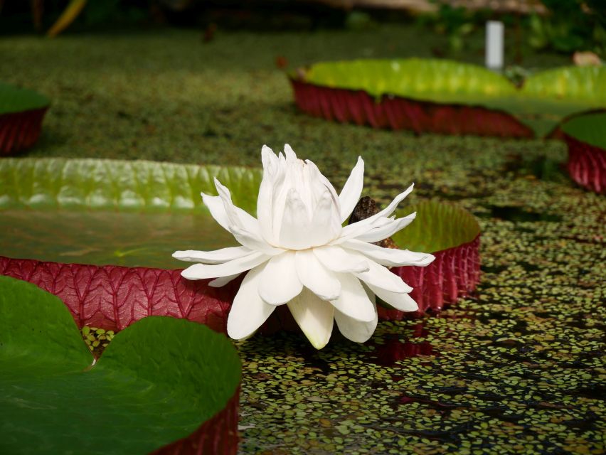 Leiden: Hortus Botanicus Entry Ticket - The Clusius Garden and Leiden’s early plant story