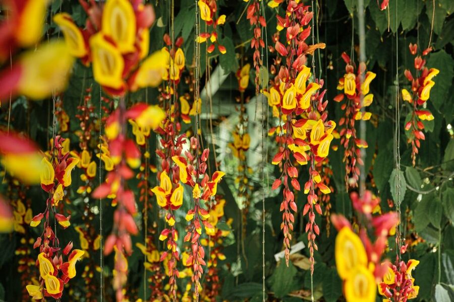 Leiden: Hortus Botanicus Entry Ticket - Ancient trees and the outdoor walk