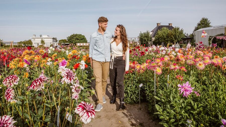 Lisse: Drive-it-Yourself Summer Flower GPS Audio Tour - Why this flower tour feels different