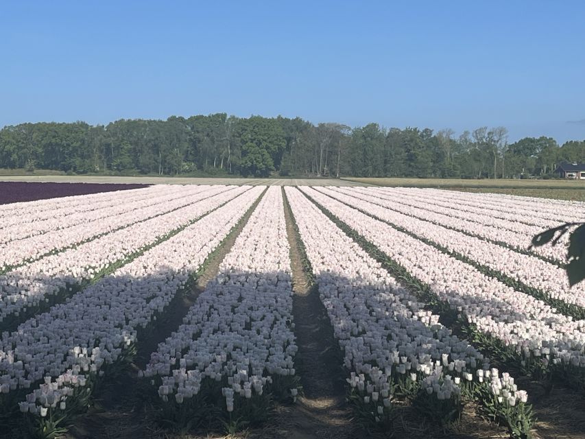 Lisse: Enjoy the Tulip Fields by Bike with a Local Guide! - Key points at a glance