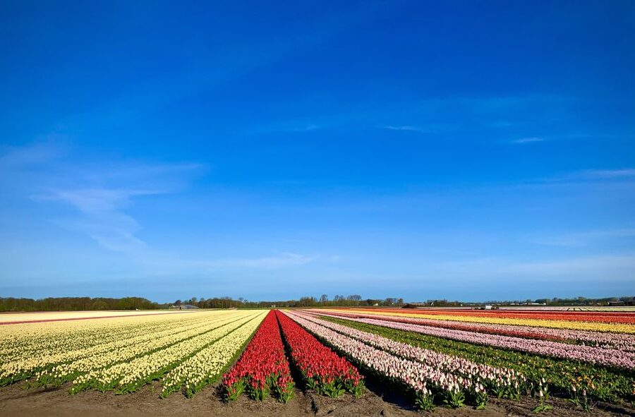 Lisse: Enjoy the Tulip Fields by Bike with a Local Guide! - Who should book this bike tour?