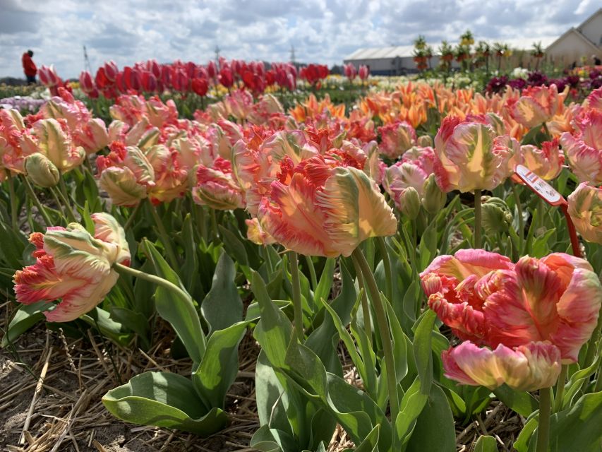 Lisse: Enjoy the Tulip Fields by Bike with a Local Guide! - A drink stop at the tulip farm