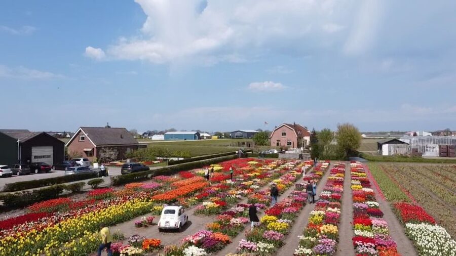 Lisse: Enjoy the Tulip Fields by Bike with a Local Guide! - Cycling toward Kasteel Keukenhof