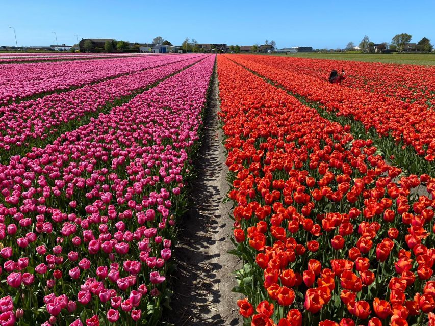 Lisse: Enjoy the Tulip Fields by Bike with a Local Guide! - Price and what you receive for $58
