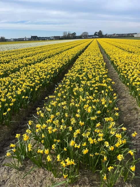 Lisse: Private Tulip Fields Tour with a Local Guide 1h Tour - Booking details worth knowing before spring