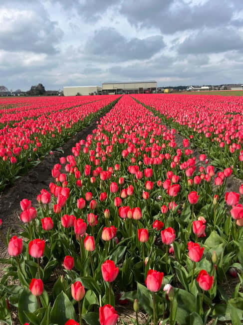 Lisse: Private Tulip Fields Tour with a Local Guide 1h Tour - Adding lunch with Dutch flavors