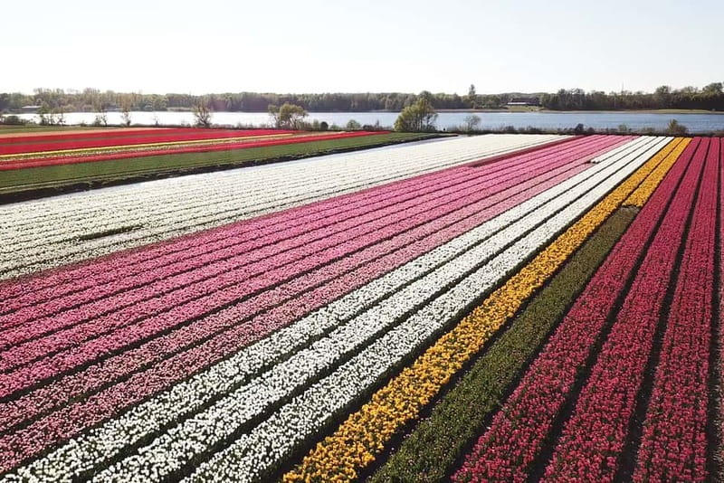 Lisse: Self-Guided Tulip Fields GPS Audio Tour - Following the 20-kilometer flower route