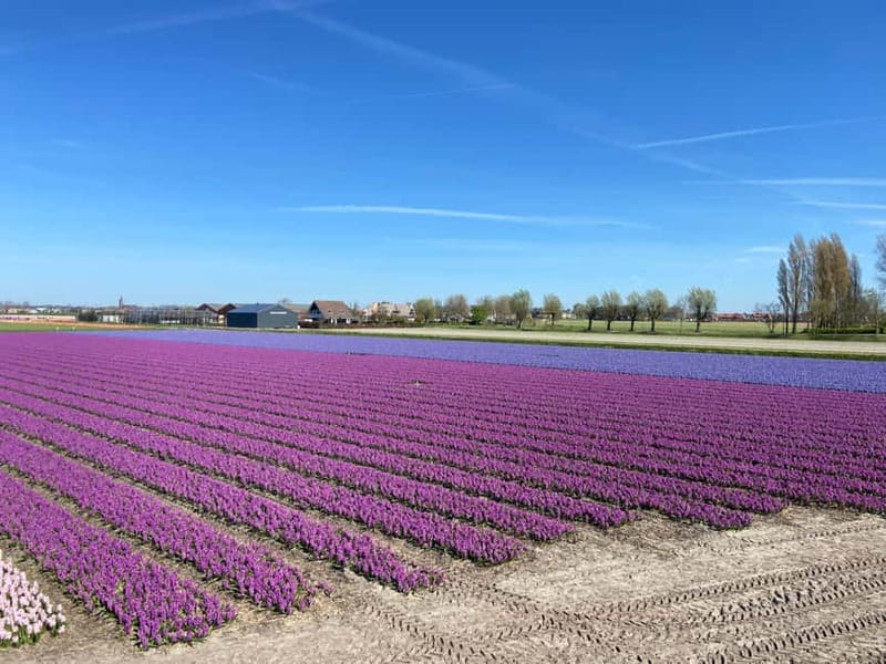 Lisse: Self-Guided Tulip Fields GPS Audio Tour - Driver rules and comfort limits