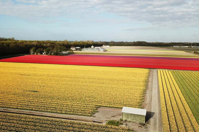 Lisse: Self-Guided Tulip Fields GPS Audio Tour - Starting near Keukenhof, not inside it