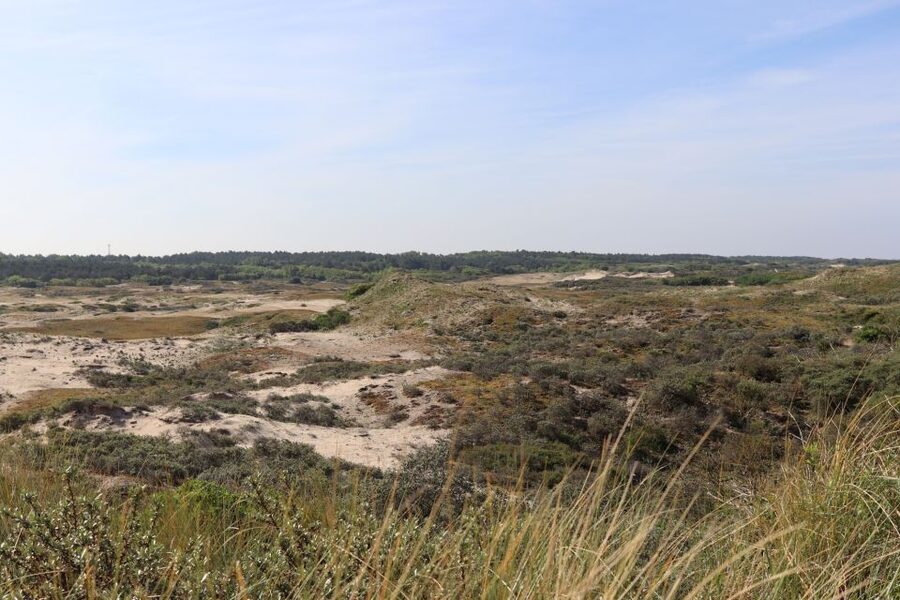 Noordwijk: Beach and Dunes Bike Tour - Returning through the Bollenstreek flower country