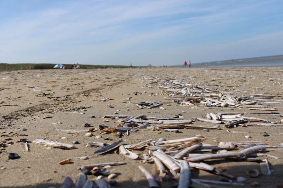 Noordwijk: Beach and Dunes Bike Tour - Who will enjoy this ride most