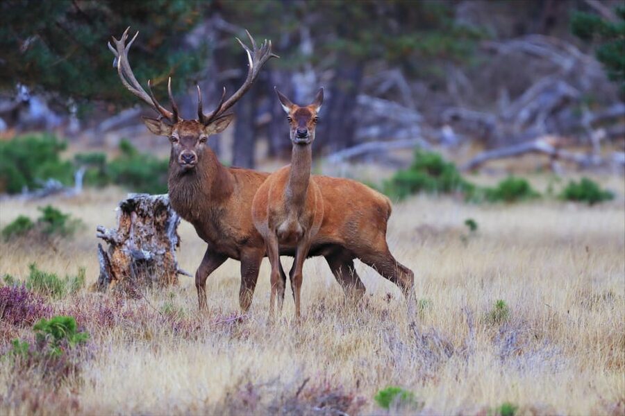 Otterlo: De Hoge Veluwe National Park Entry Ticket - Key points to know before you go