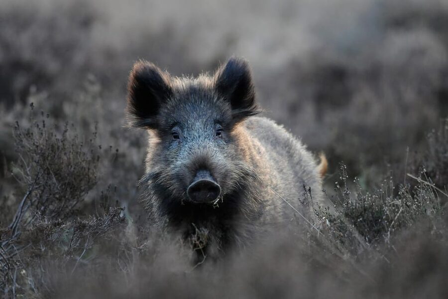 Otterlo: De Hoge Veluwe National Park Entry Ticket - Start at Museonder to understand what lies below